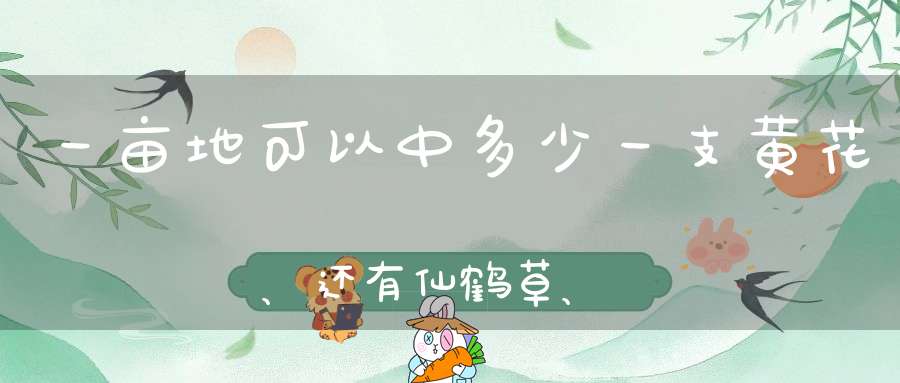 一亩地可以中多少一支黄花、还有仙鹤草、白毛藤、都是分开一亩种？