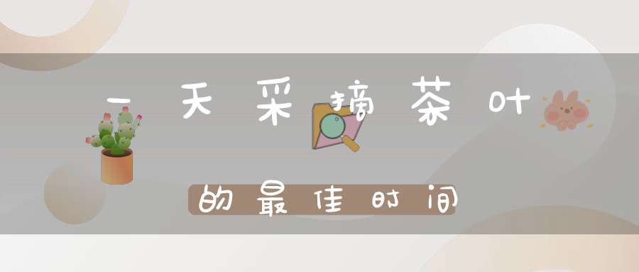 一天采摘茶叶的最佳时间