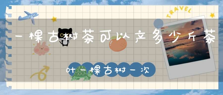 一棵古树茶可以产多少斤茶叶一棵古树一次能采多少茶叶