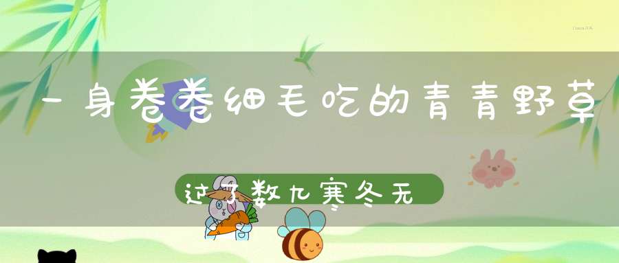 一身卷卷细毛，吃的青青野草，过了数九寒冬，无私献出白毛。 （猜一动物）