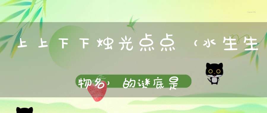 上上下下，烛光点点 （水生生物名）的谜底是什么?