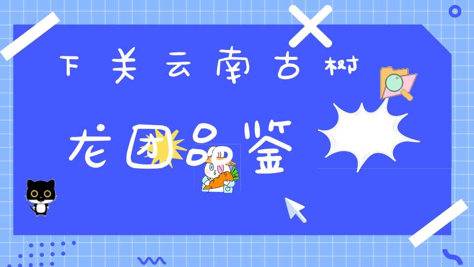 下关云南古树龙团品鉴