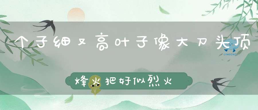 个子细又高，叶子像大刀，头顶烽火把，好似烈火烧。 （猜一植物）