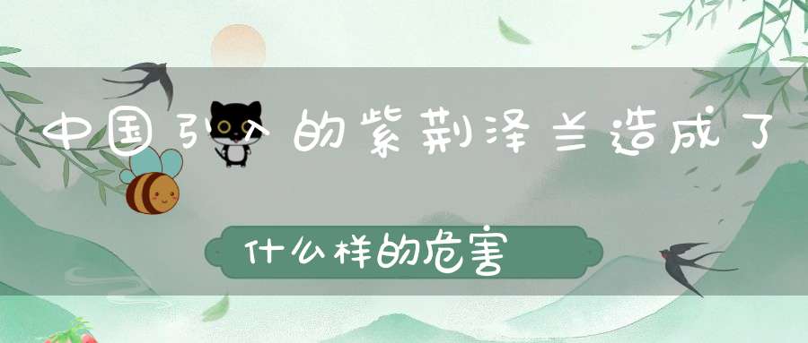中国引入的紫荆泽兰造成了什么样的危害？