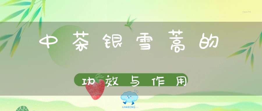 中茶银雪蒿的功效与作用