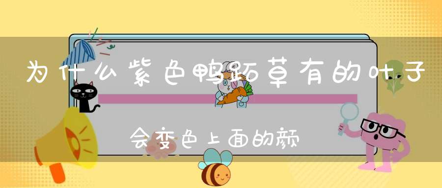 为什么紫色鸭跖草有的叶子会变色上面的颜色不均匀了、象是脱？