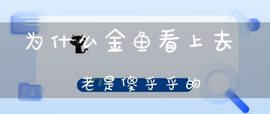 为什么金鱼看上去老是傻乎乎的