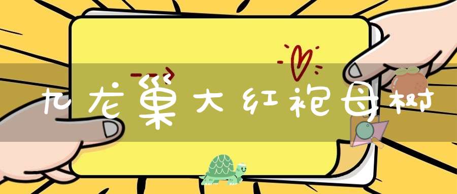 九龙巢大红袍母树