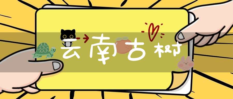 云南古树