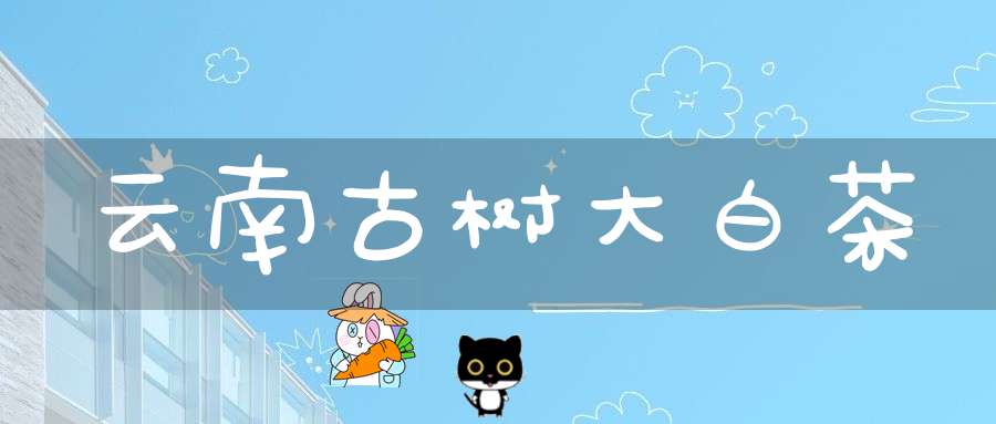 云南古树大白茶
