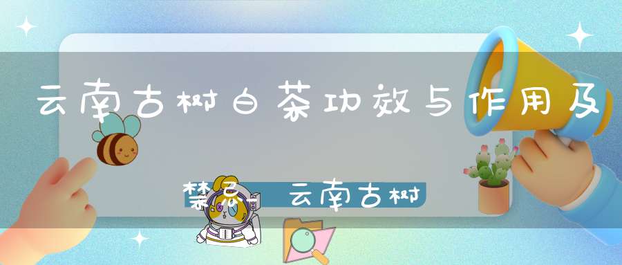 云南古树白茶功效与作用及禁忌_云南古树白茶的功效,古树茶的独特之处