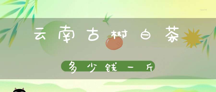 云南古树白茶多少钱一斤