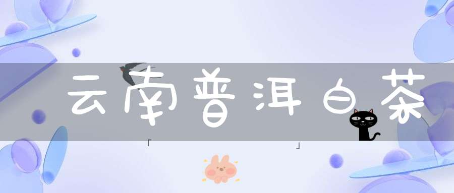 云南普洱白茶