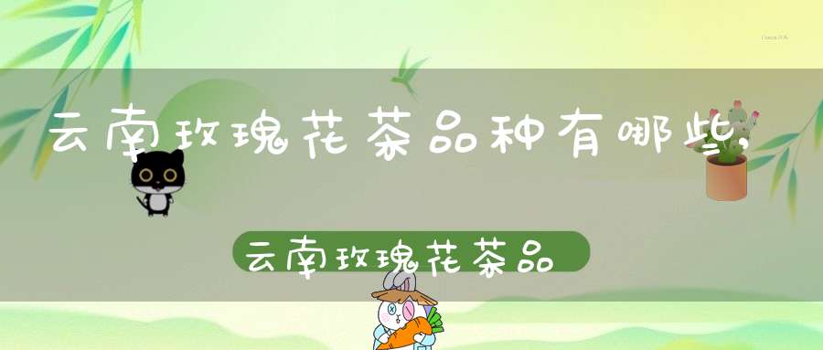 云南玫瑰花茶品种有哪些,云南玫瑰花茶品种介绍