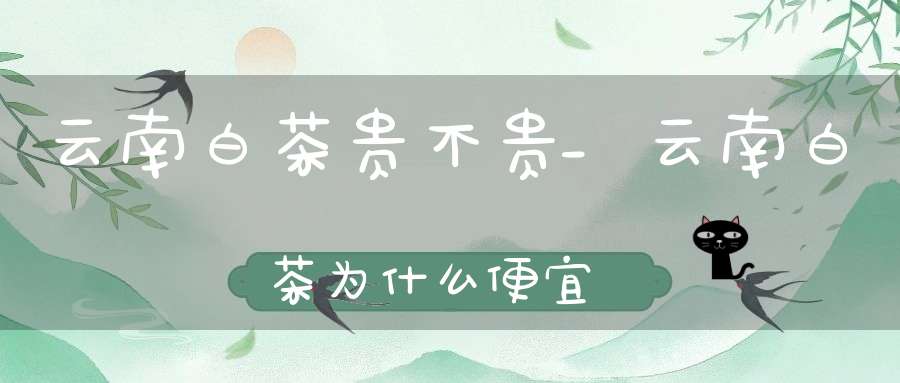 云南白茶贵不贵_云南白茶为什么便宜