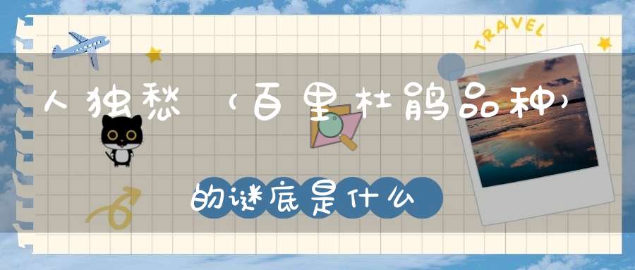 人独愁 （百里杜鹃品种）的谜底是什么?