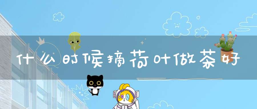 什么时候摘荷叶做茶好