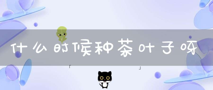 什么时候种茶叶子呀