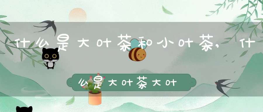 什么是大叶茶和小叶茶,什么是大叶茶大叶茶对身体有什么好处