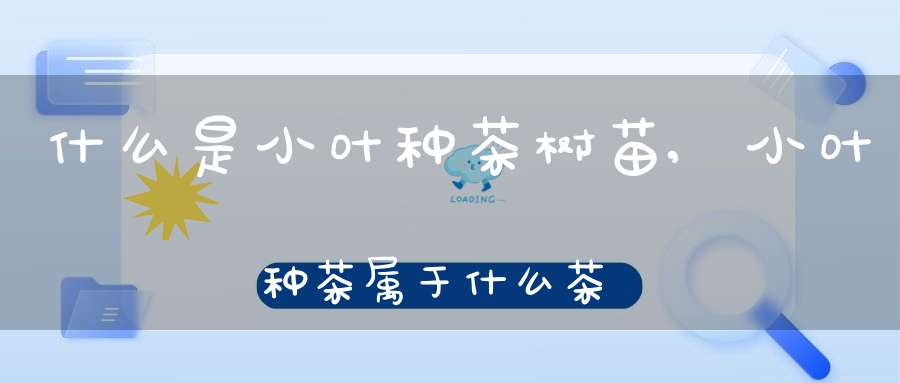 什么是小叶种茶树苗,小叶种茶属于什么茶