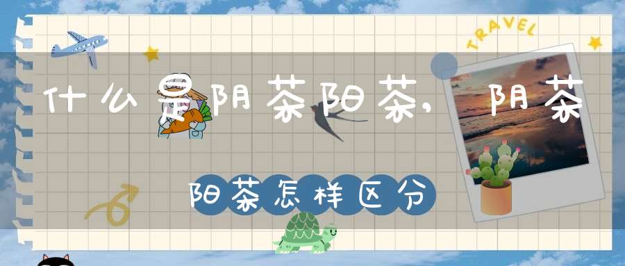 什么是阴茶阳茶,阴茶阳茶怎样区分