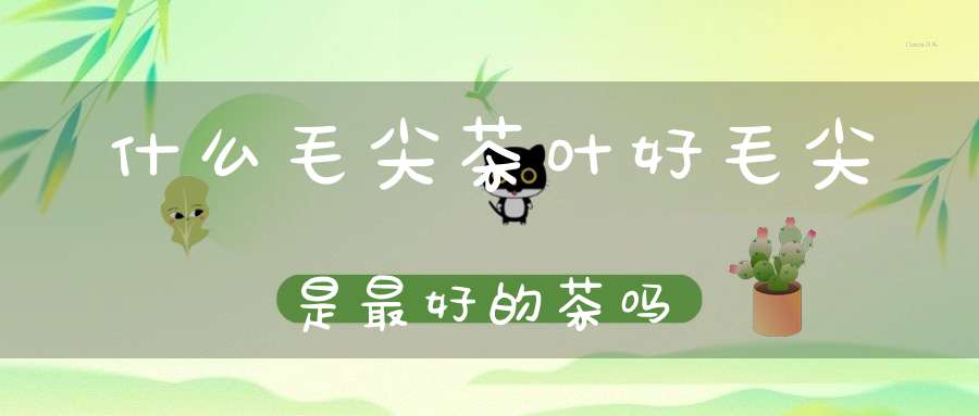 什么毛尖茶叶好毛尖是最好的茶吗