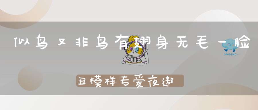 似鸟又非鸟，有翅身无毛，一脸丑模样，专爱夜遨游（打一动物）