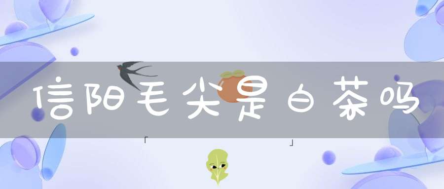 信阳毛尖是白茶吗
