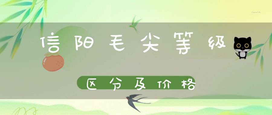 信阳毛尖等级区分及价格