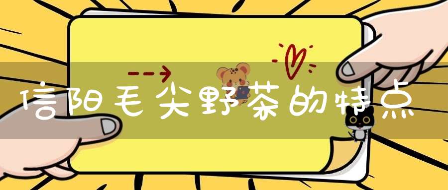 信阳毛尖野茶的特点