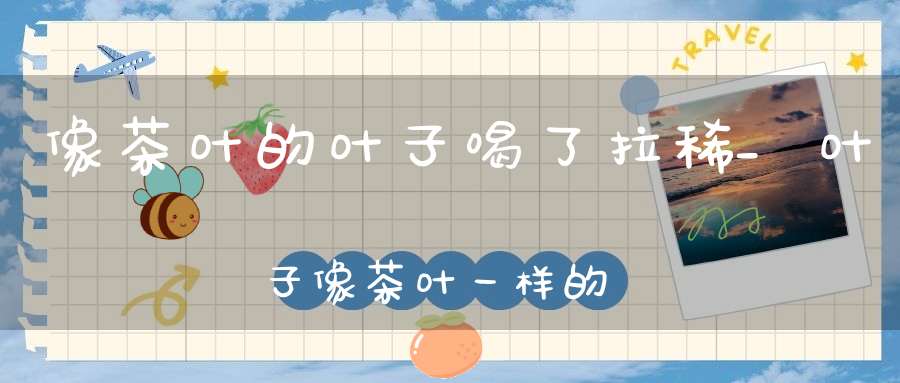 像茶叶的叶子喝了拉稀_叶子像茶叶一样的植物