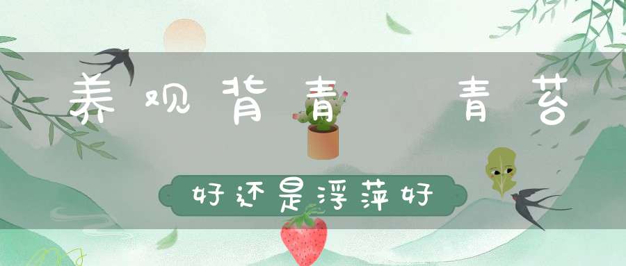 养观背青鱂青苔好还是浮萍好？