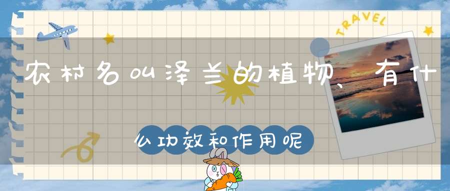 农村名叫泽兰的植物、有什么功效和作用呢？
