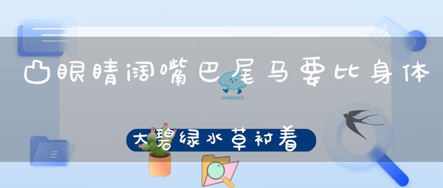 凸眼睛，阔嘴巴， 尾马要比身体大， 碧绿水草衬着它， 好象一
