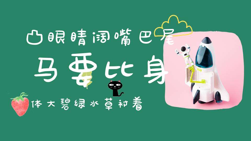 凸眼睛，阔嘴巴，尾马要比身体大，碧绿水草衬着它，好象一朵大红