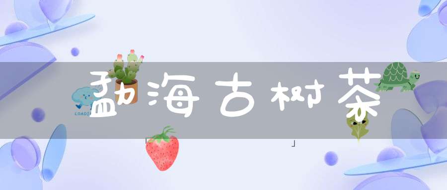勐海古树茶