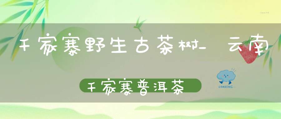 千家寨野生古茶树_云南千家寨普洱茶