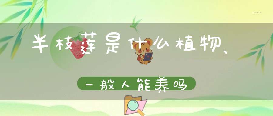 半枝莲是什么植物、一般人能养吗？
