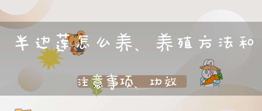 半边莲怎么养、养殖方法和注意事项、功效及作用、种植？