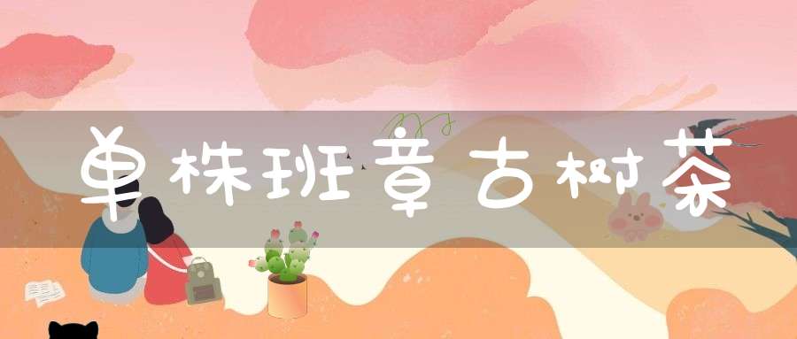 单株班章古树茶