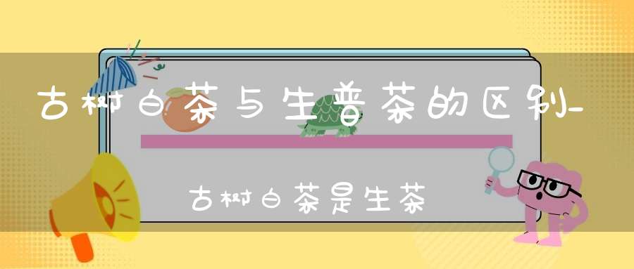 古树白茶与生普茶的区别_古树白茶是生茶吗