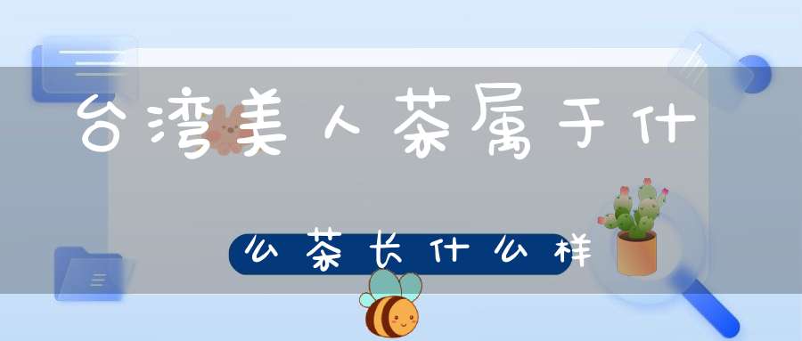 台湾美人茶属于什么茶长什么样