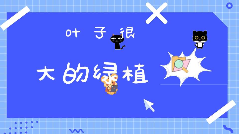 叶子很大的绿植