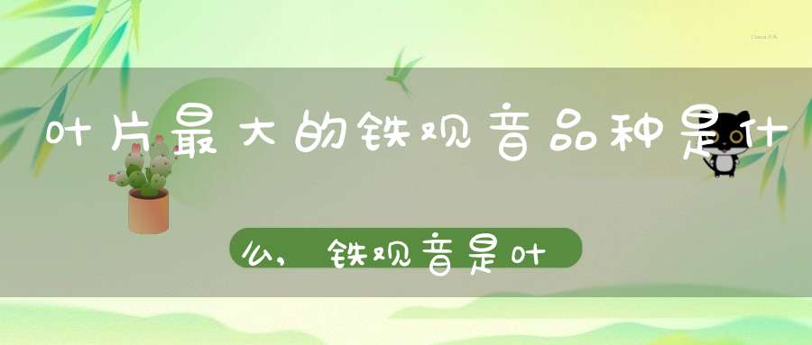 叶片最大的铁观音品种是什么,铁观音是叶子大的好吗