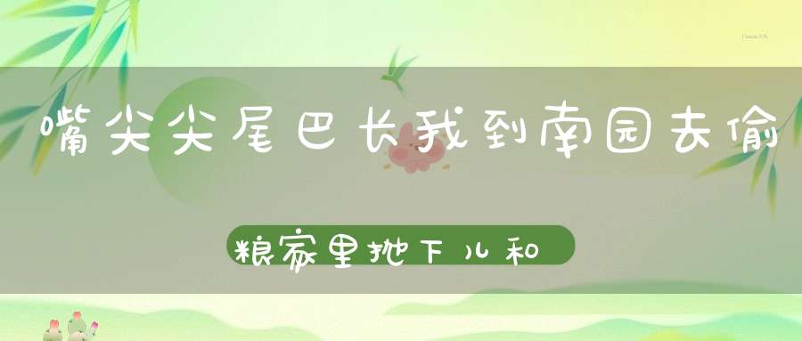 嘴尖尖，尾巴长，我到南园去偷粮，家里抛下儿和女，不知回乡不回乡。 （猜一动物）