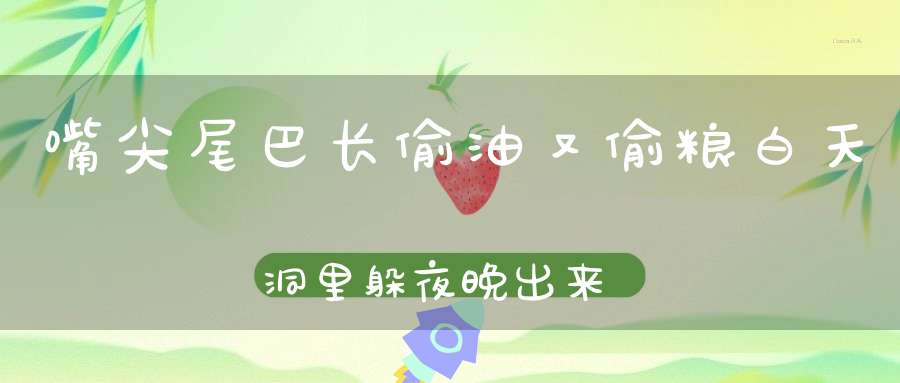 嘴尖尾巴长，偷油又偷粮，白天洞里躲，夜晚出来忙。 （猜一动物）
