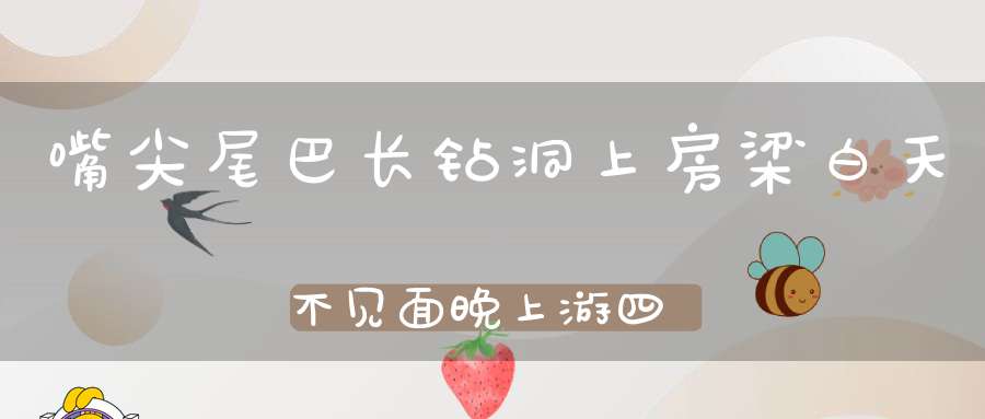 嘴尖尾巴长，钻洞上房梁，白天不见面，晚上游四方。 （猜一动物）