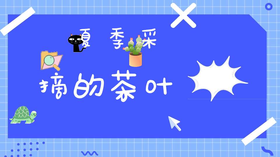 夏季采摘的茶叶