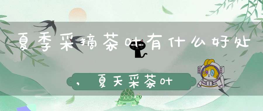 夏季采摘茶叶有什么好处,夏天采茶叶