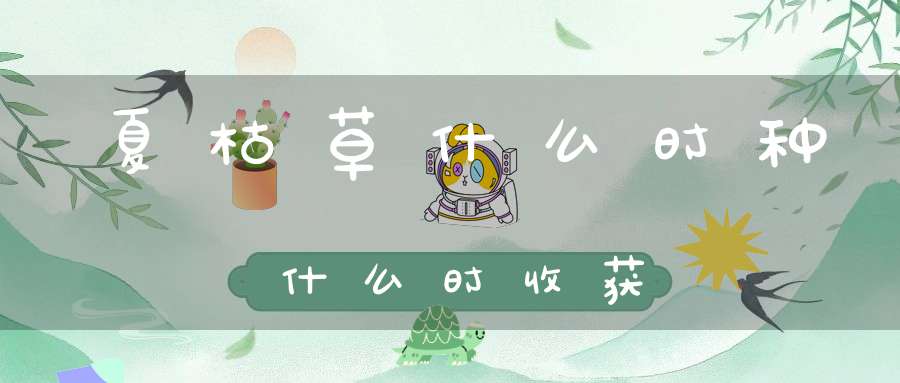 夏枯草什么时种什么时收获？